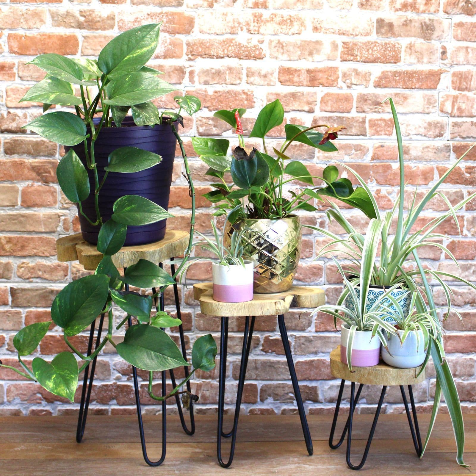 Set of 3 Gamal Wood Plant Stands | Kaiku